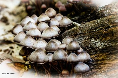 Grote bloedsteelmycena -  Mycena haematopus.JPG