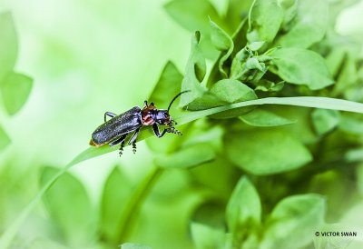Zwartpootsoldaatje - Cantharis fusca.JPG