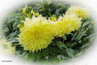 Dahlia-Kelvin Floodlight.JPG