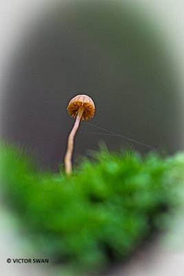 Groot mosklokje - Galerina clavata.JPG