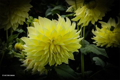 Dahlia-Kelvin - Floodlight.JPG