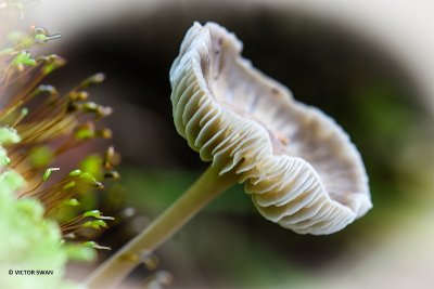 Helmmycena - Mycena galericulata.JPG