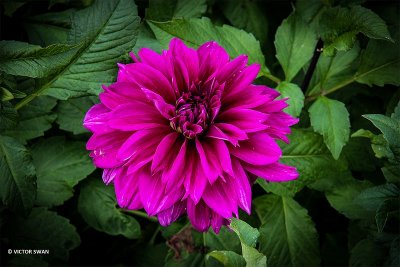 Dahlia-Thomas A. Edison.JPG