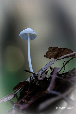 Witte melksteelmycena -  Mycena galopus.JPG