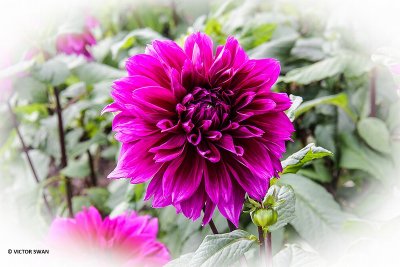 Dahlia-Thomas A. Edison.JPG