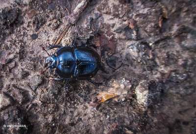 Bosmestkever - Geotrupes stercorosus .JPG