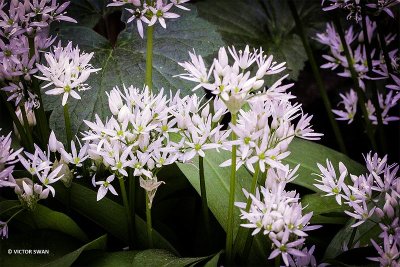 Daslook - Allium ursinum.JPG