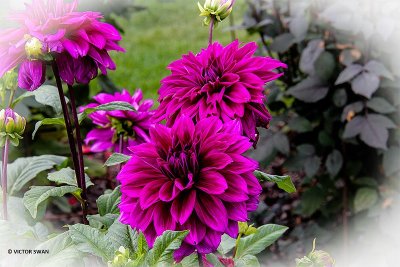 Dahlia-Thomas A. Edison.JPG