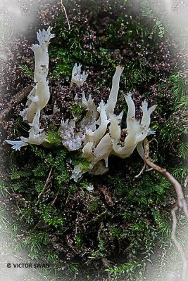 Witte koraalzwam - Clavulina coralloides.JPG