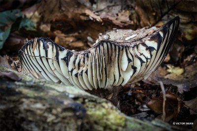 Grofplaatrussula - Russula nigricans.JPG