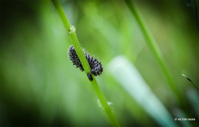 Zwartpootsoldaatje - Cantharis fusca.JPG