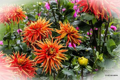 Dahlia-Boja's farm.JPG