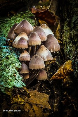 Grote bloedsteelmycena - Mycena haematopus .JPG