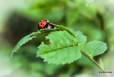 Veelstippig Aziatisch lieveheersbeestje - Harmonia axyridis f. succinea.JPG