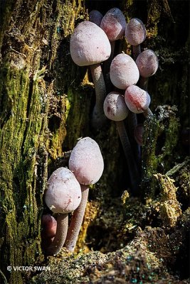 Grote bloedsteelmycena - Mycena haematopus.JPG