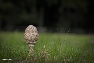 Grote parasolzwam - Macrolepiota procera.JPG