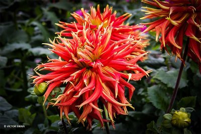 Dahlia-Boja's farm.JPG