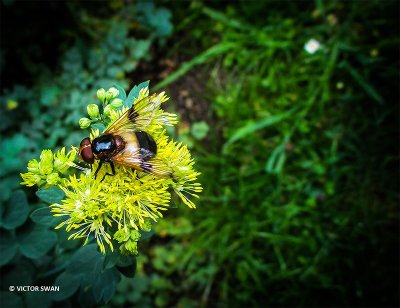 Witte reus - Volucella pellucens.JPG