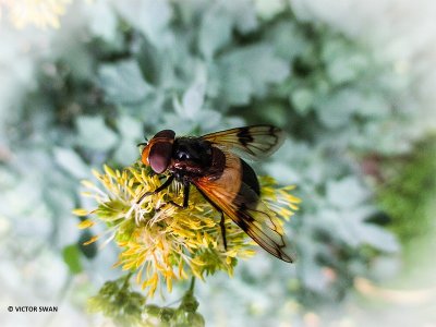 Witte reus - Volucella pellucens.JPG