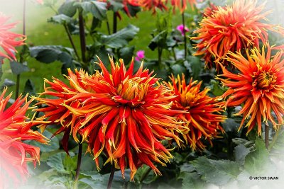 Dahlia-Boja's farm.JPG