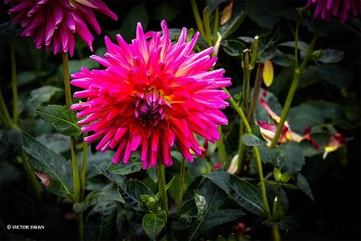 Dahlia-Boja's Pretoogje.JPG