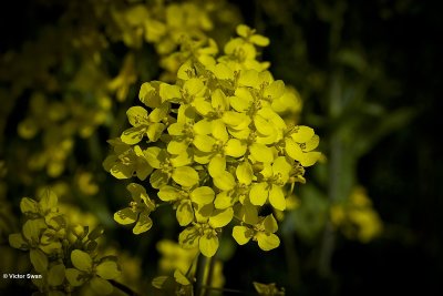 Koolzaad - Brassica napus.JPG