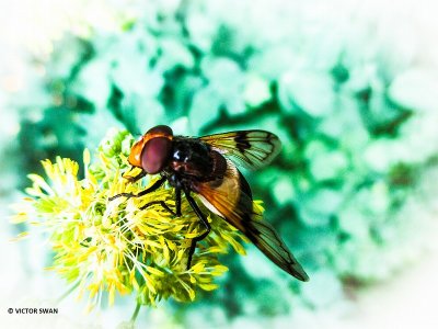 Witte reus - Volucella pellucens.JPG