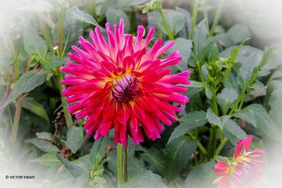 Dahlia-Boja's Pretoogje.JPG