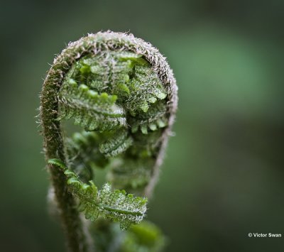 Mannetjesvaren - Dryopteris filix-mas.JPG