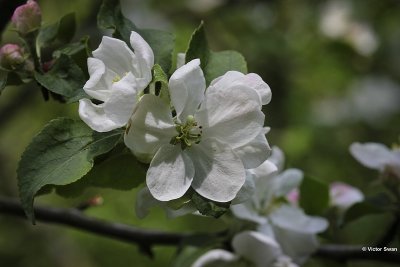 Wilde appel - Malus sylvestris.JPG