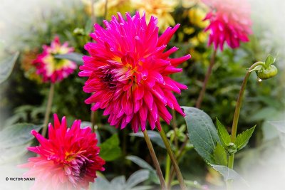 Dahlia-Boja's Pretoogje.JPG