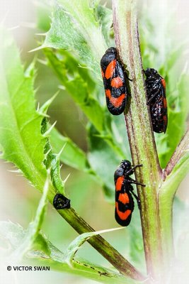 Bloedcicade - Cercopis vulnerata.JPG