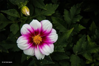 Dahlia-Cupido.JPG