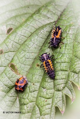 Aziatisch lieveheersbeestje - Harmonia axyridis.JPG