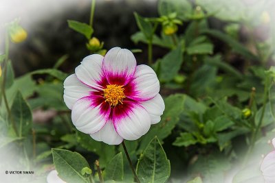 Dahlia-Cupido.JPG