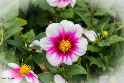 Dahlia-Cupido.JPG
