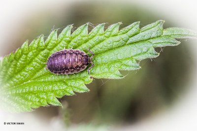 Ruwe pissebed - Porcellio scaber.JPG