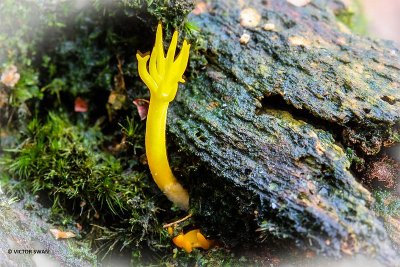 Kleverig koraalzwammetje - Calocera viscosa.JPG