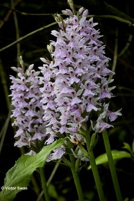 Bosorchis - Dactylorhiza fuchsii.JPG