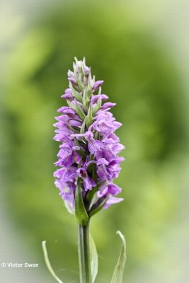 Bosorchis - Dactylorhiza fuchsii.JPG