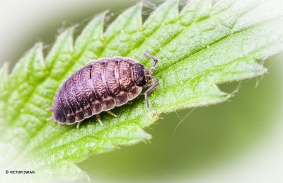 Ruwe pissebed - Porcellio scaber.JPG