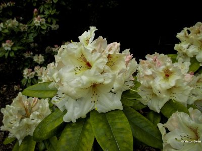 Rododendron.JPG