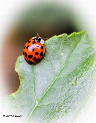 Veelstippig Aziatisch lieveheersbeestje - Harmonia axyridis.JPG