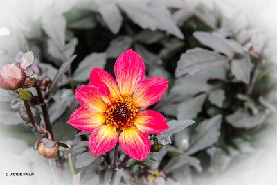 Dahlia-Happy single flame .JPG