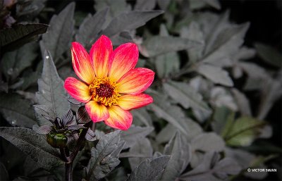 Dahlia-Happy single flame.jpg