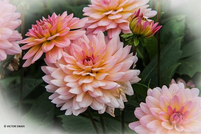 Dahlia-Harzfee.jpg