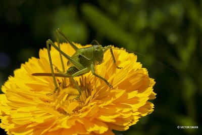 kleine groene sabelsprinkhaan - Tettigonia cantans.JPG