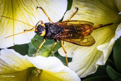 Reuzenhoutwesp - Urocerus gigas.JPG