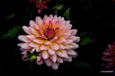 Dahlia-Harzfee.JPG