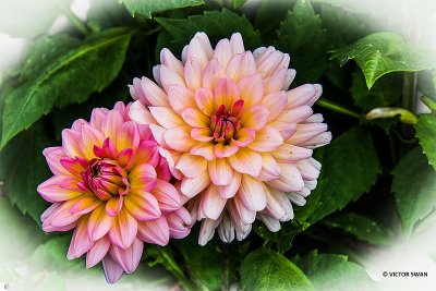 Dahlia-Harzfee.JPG